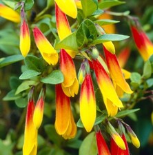 Jacobinia Pauciflora Brazilian Fuchsia Evergreen Perennial Flowering Shrub