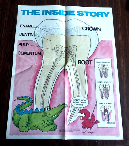 THE INSIDE STORY 1976 CREST PROCTOR & GAMBLE 16X20 TOOTH POSTER NICE COND RARE