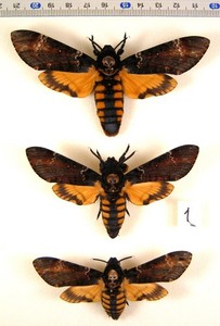 Sphingidae. Acherontia atropos, 3 pcs. Rare aberration. MOUNTED butterfly.