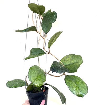 Hoya svetlana big & beautiful leaves  well rooted and good shape.