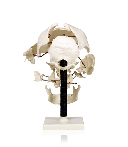 VAL250 Life Size Beauchene Model | “Exploded” to Show How Bones Fit Together ... - Picture 2 of 3