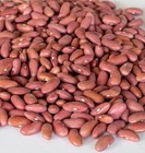 Light Red Kidney Bean Seeds - Fresh Seed - Organically Grown - FREE Shipping!