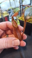 Nepenthes Pulchra x Peltata , only 5 of this cross exist, RARE, sale plant 18