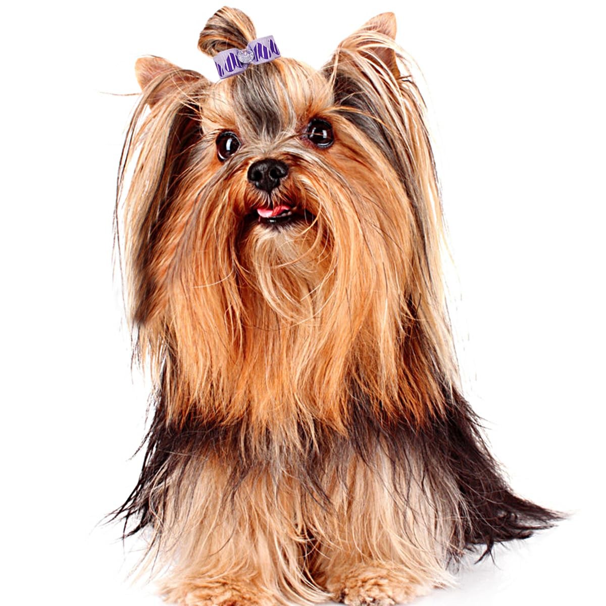 PET SHOW 0.98inch0.39inch Tiny Small Dogs Hair Bows with Rubber Bands Ribbon