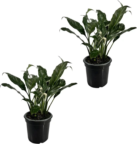 Spathiphyllum Peace Lily 2-Pack  | Premium Live Indoor Houseplant | Air-Purifyin