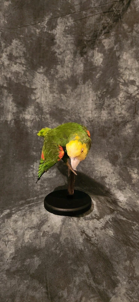 Montaje de taxidermia de loro amazónico con frente turquesa Foto 3 de 4