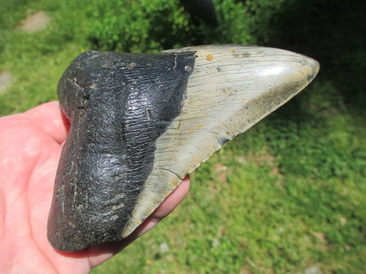 5-7/16 Inch MEGALODON SHARK Tooth Fossil Mega Teeth NC DEEP ...