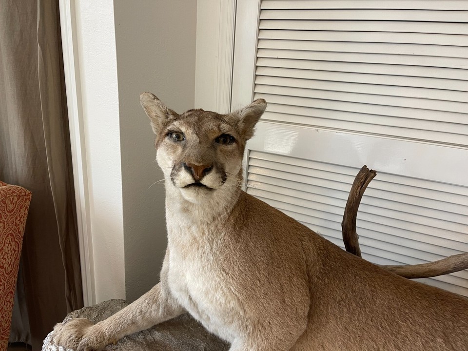 taxidermy mounts eBay