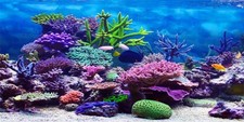 YongFoto Ocean Theme Fish Tank Background 36x24 inch Coral Seaweed Reef Rock ...