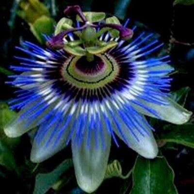 HARDY BLUE CROWN~ Passiflora caerulea Passion Flower~SMALL ROOTED STARTER PLANT