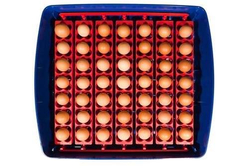 INCUBATRICE SEMIAUTOMATICA REAL 49 BOROTTO 49/196 uova | IN PROMOZIONE 🔝🐣🐓❤️ - Imagen 8 de 24