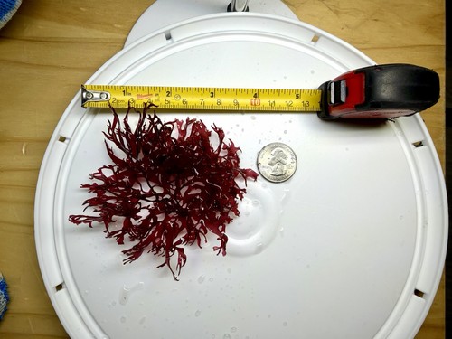 Pom Pom Gracilaria Live Macroalgae ~3" Dense Bunch • Reef Safe • FREE Shipping