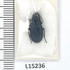 Carabidae, Lindrotius sp., A1, Russia