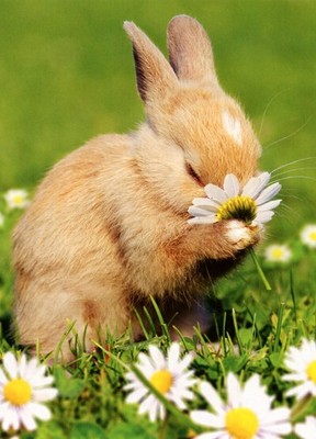 Cute HAPPY EASTER Card, Funny Bunny Rabbit Spring Flowers by Avanti + Envelope