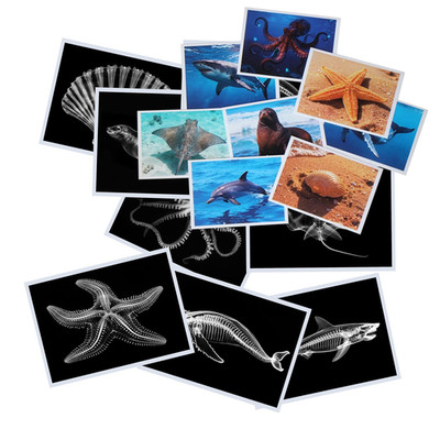 Animal X-Ray Images Set of 16 Simulation Specimens Science Education Materials