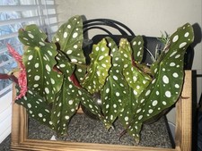 Begonia Maculata Angel Wings polka dot- Rooted Top Cutting