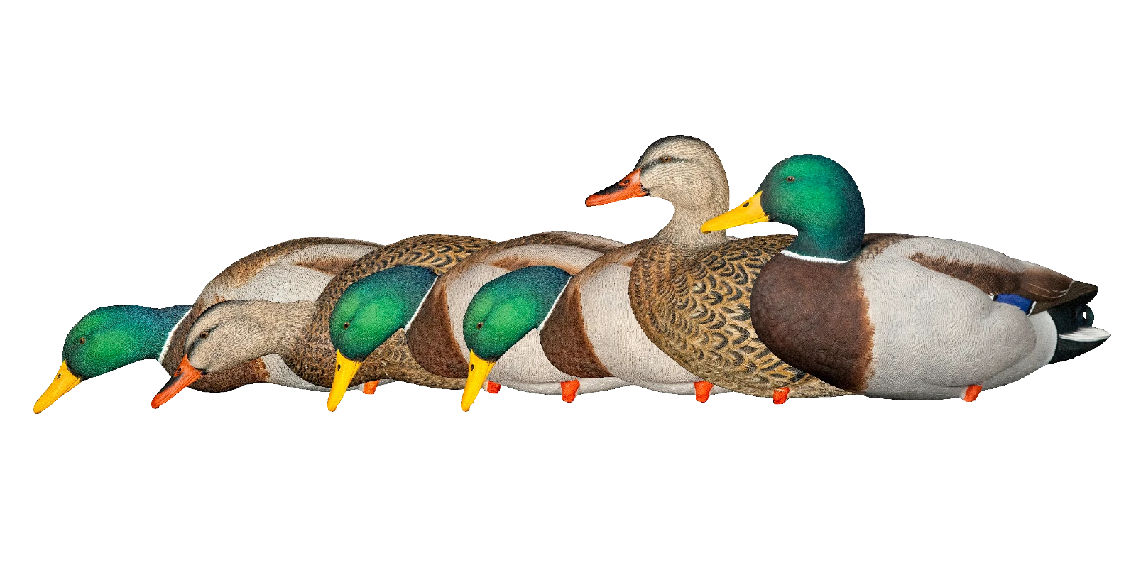 Avian-X Mallard Decoys