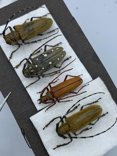 Insect Beetle Cerambycidae From Taiwan 4PCS A1 Four in a set Very Beautiful