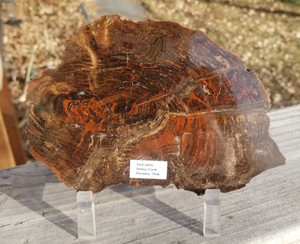Beautiful Indian Creek UT Polished Petrified Wood Round Dadoxylon Permian 6"x4"
