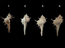Premium Murex Sea Shell Set (4 pcs) – Rare Indian Ocean Spiny Shells – Sri Lanka