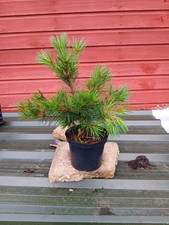 Pinus strobus Rheinhaus - grafted  in 3L pot bonsai subject Weymouth Pine