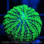 Corals of Eden ~ WYSIWYG Live Coral Frag ~ Radioactive Shroom Coral ~ LPS — photo 3