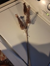 Katherine's Collection Box Of 24 Gold shiny Christmas tree 3 stem  NEW