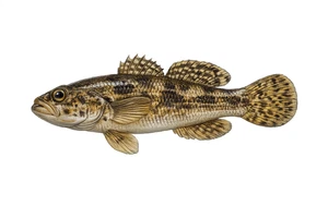 Chinese Sleeper Fish Amur Sleeper Rotan Self Adhesive Vinyl Sticker