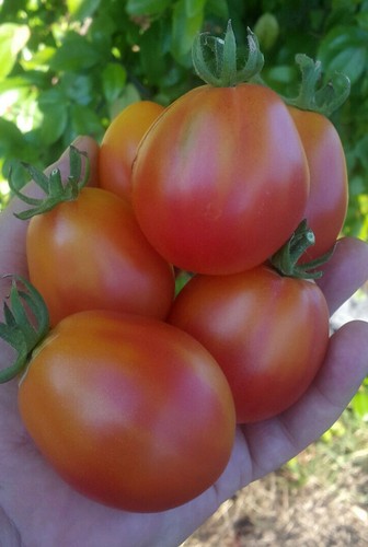 10 graines de tomate rare Piedmont Pear adorable et délicieuse seeds méth.bio - Picture 2 of 5