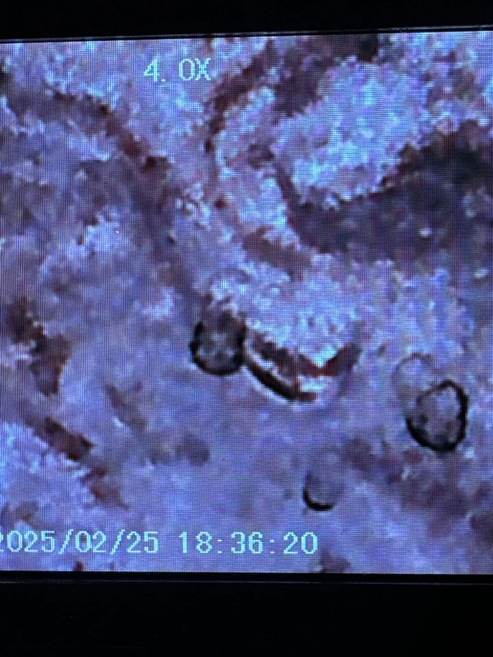 2024 Shield Penny  Die Clash Die Cracks Chips DDO/DDR Lamination Double Ear - Image 3 of 4