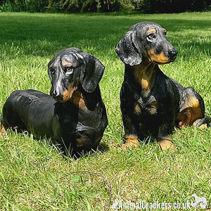dachshund large