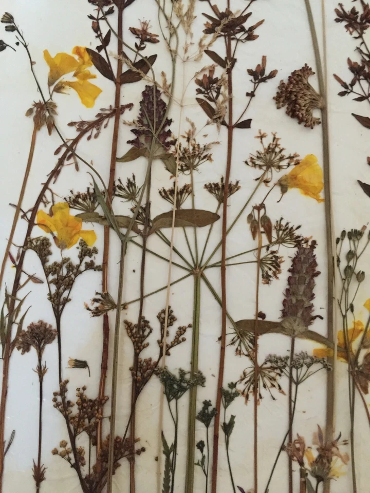 COLLAGE DE FLORES PRENSADAS FLORES NATURALEZA BOTÁNICA FLORAL JARDÍN PÉTALOS PUREZA Foto 3 de 4