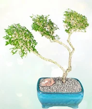 Trained Chinese Flowering White Serissa Bonsai Tree of a Thousand Stars 15"H
