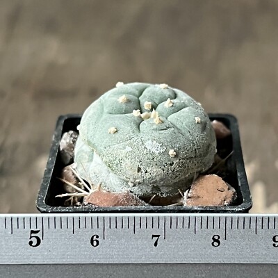 A25-1065. Cactus... p866, Tanque Menchaca, Coah, Mex. (Grafted)