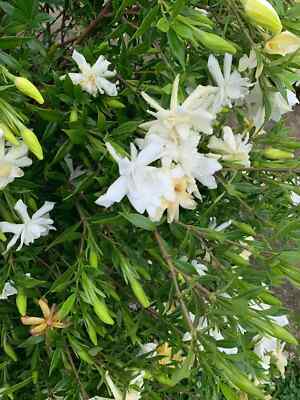 Frostproof Jasmine Live Plant - Grown in a 4” nursery pot - Ships