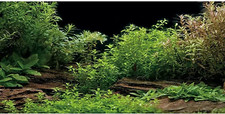 Aquarium Background River Bed Lake Aquatic Plant Fish Tank Vinyl 48"X24"