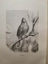 1882 Ancienne Gravure sur Bois Lithographie Gravure Graphique Animaux Oiseaux...