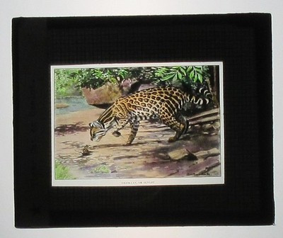 OCELOT, TIGER CAT. ARTWORK, HAND COLORED PHOTO ON GLASS.