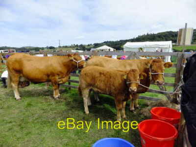Foto 6x4 Limousin Rinder Eglwysbach Auf der Eglwysbach 2013 Schau. c2013