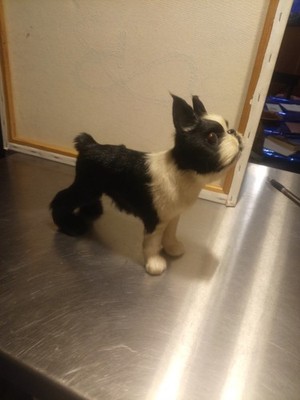 real goat fur Boston Terrier model life like unique taxidermy