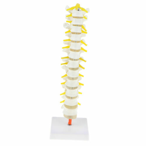 Squelette Anatomique Humain 1,80m - Réplique Pour Cabinet De Curiosités, Oddities - Occasion