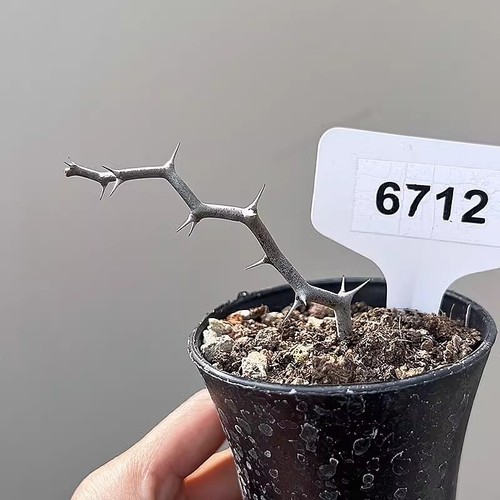 Planta de cactus suculenta de 12-15 cm Decarya Madagascariensis Choux (una sola cabeza) planta - Imagen 12 de 18