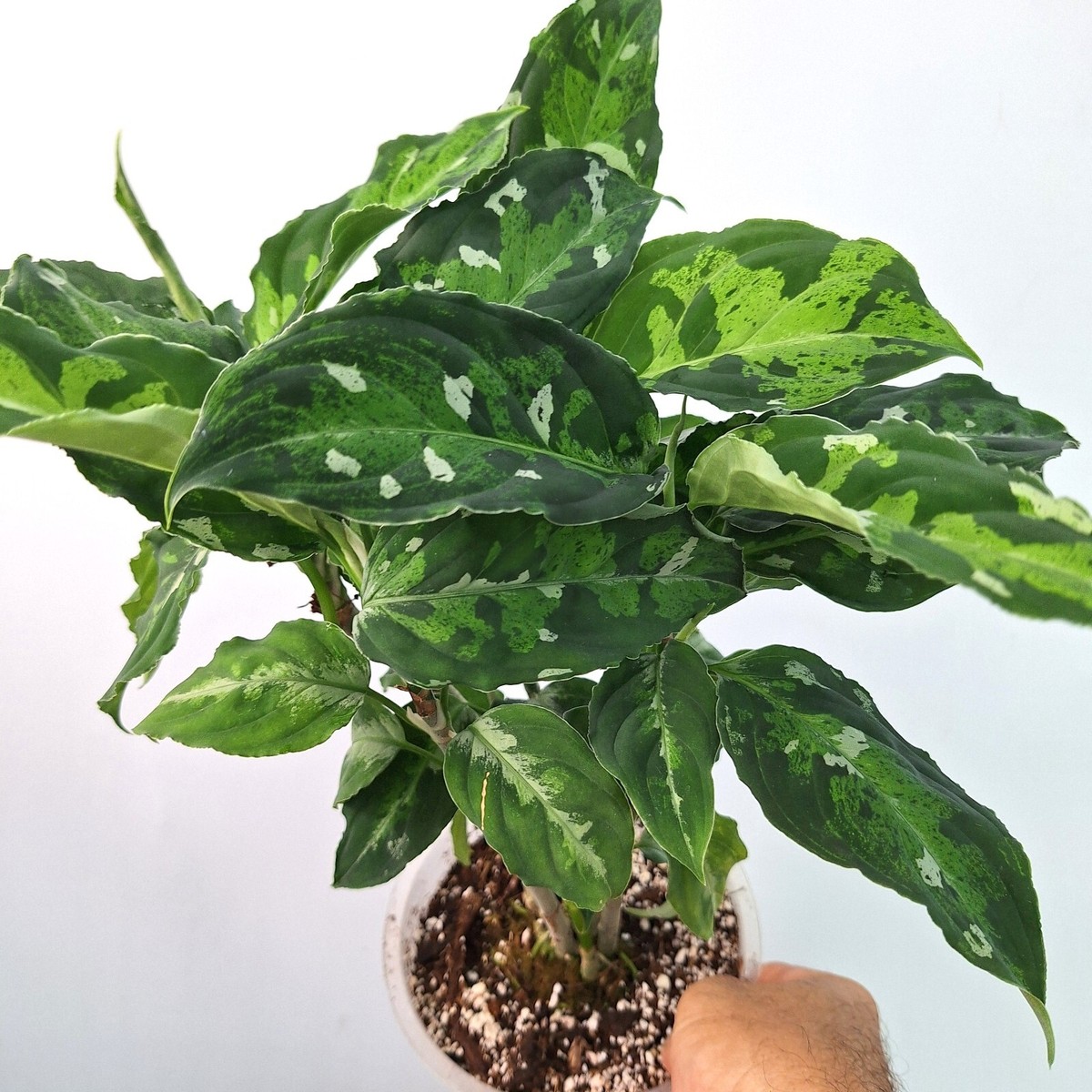 (MB-M250821-5) アグラオネマピクタム MB-M250821-5) アグラオネマピクタム Y1-082【XL】Aglaonema