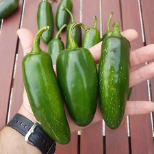 100+ Mammoth Jalapeno Hot Pepper Seeds  - Organic -- NON GMO