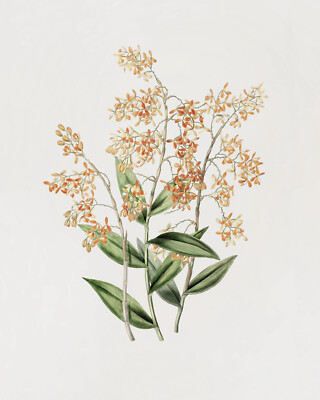 Vintage Orchid Flower Illustration Giclee Print on Fine Art Paper