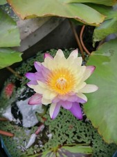 Hybrid Water Lilies See  ds 100  variegated leaves and flowers 