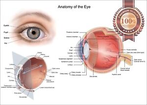 Eye Anatomy Chart