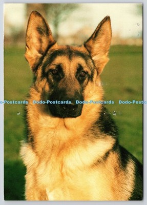 L367377 Deutscher Schäferhund E T W Dennis Scarborough
