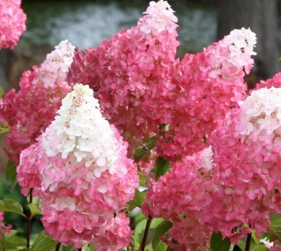 Vanilla Strawberry Panicle Hydrangea Live Plant in 1 Gallon Pot