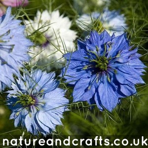 Flower Seeds Nigella Seeds Black Cumin 50 Seeds Free Post Ebay
